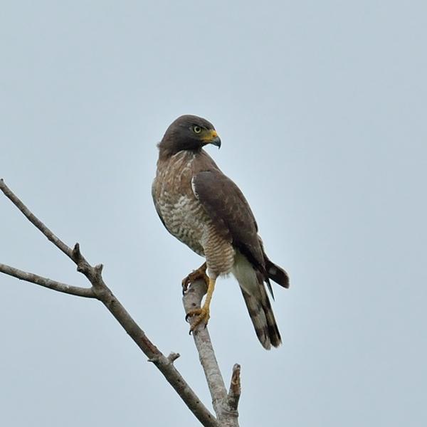 <h3><a href="/trips/salesopolis-2014/biota/animalia/chordata/aves/017 accipitriformes/004 accipitridae/rupornis magnirostris/rupornis magnirostris-nl.html">Rupornis&nbsp;magnirostris</a> / Roadside&nbsp;hawk / Wegbuizerd</h3>NIKON D7100 met AF-S Nikkor 300mm f/2.8G IF-ED VR II, 1/1000 sec  bij F7.1, ISO 320, afstand 29.8&nbsp;m